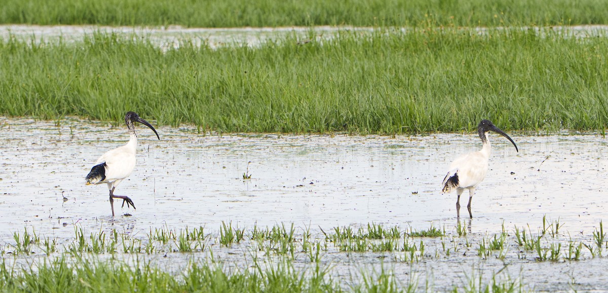 オーストラリアクロトキ - ML645699265