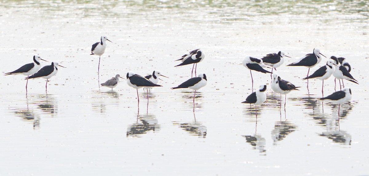 ウズラシギ - ML645699266