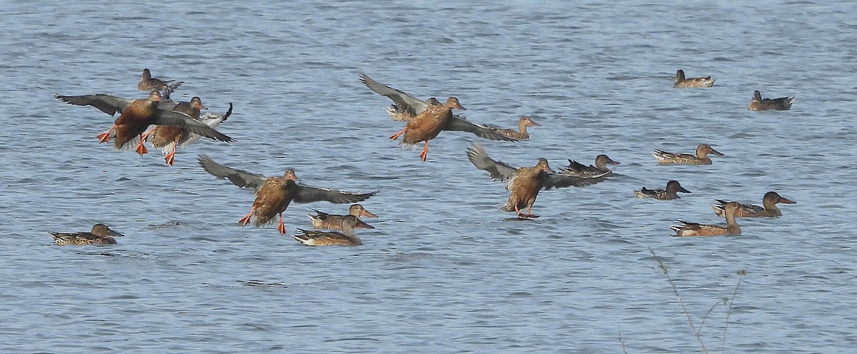 Mestolone - ML645699269