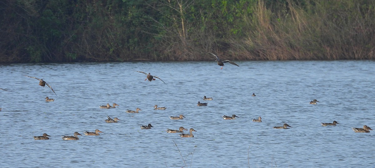 ハシビロガモ - ML645699270