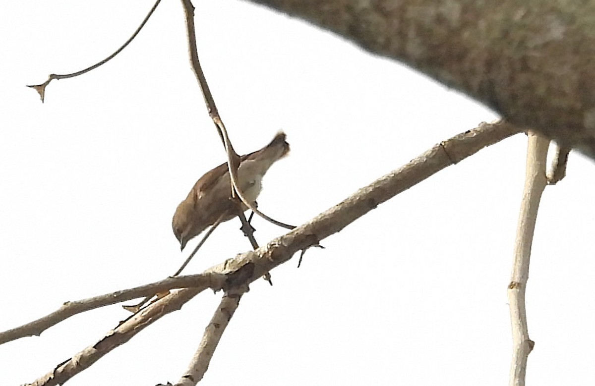 ハシブトハナドリ - ML645699271