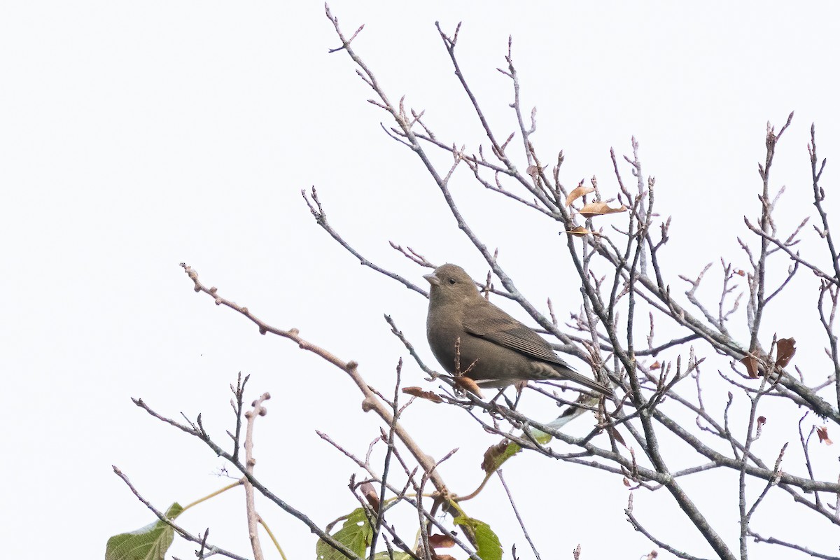 クリムネアカマシコ - ML645699273