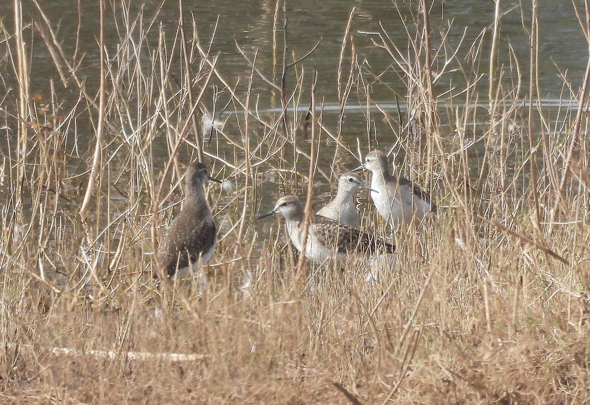 タカブシギ - ML645699275
