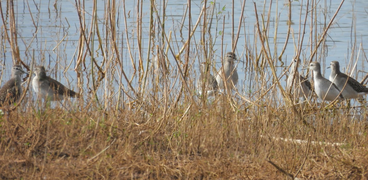 タカブシギ - ML645699276