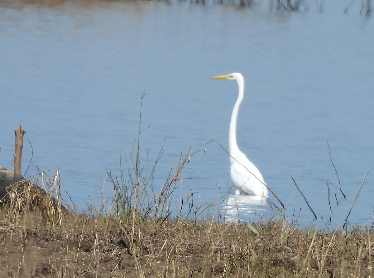 ダイサギ - ML645699277