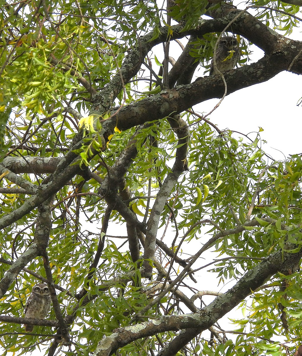 インドコキンメフクロウ - ML645699278