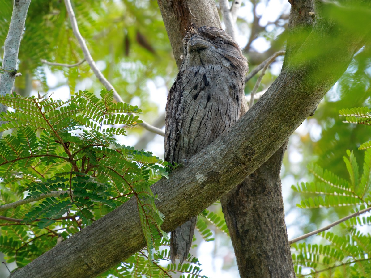 オーストラリアガマグチヨタカ - ML645699279