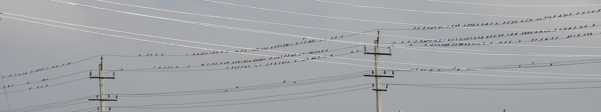 ツバメ - ML645699280