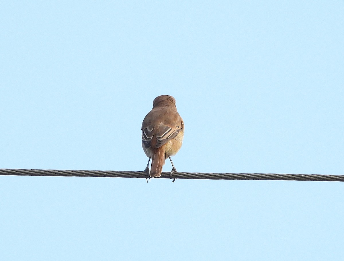 アカモズ - ML645699282