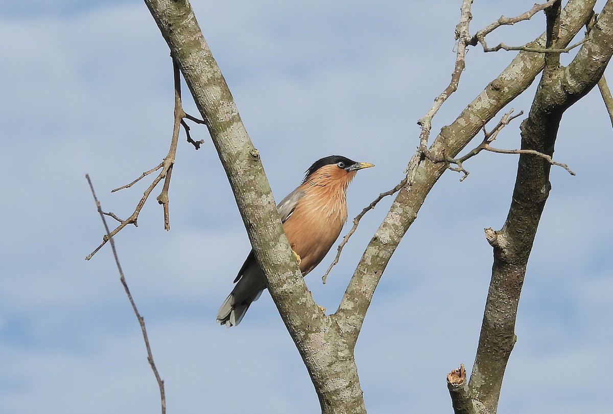 ズグロムクドリ - ML645699283