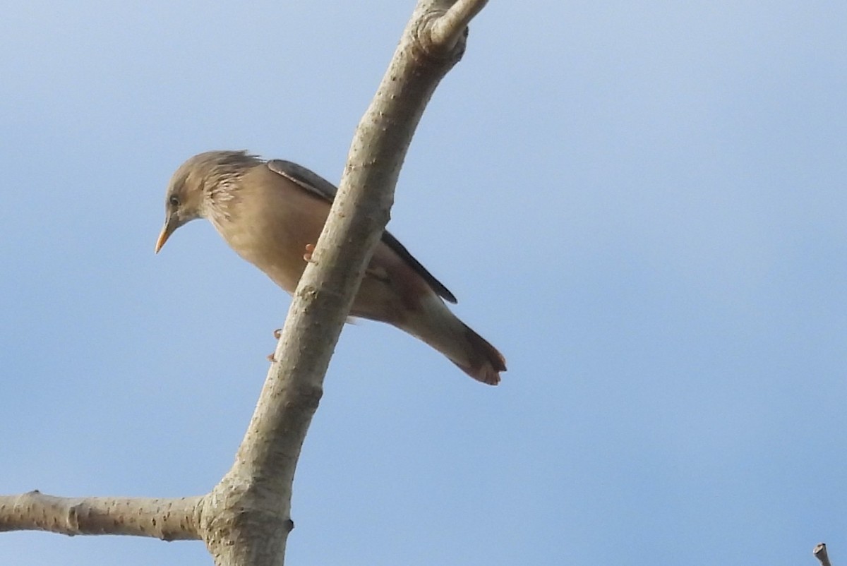 インドコムクドリ - ML645699284