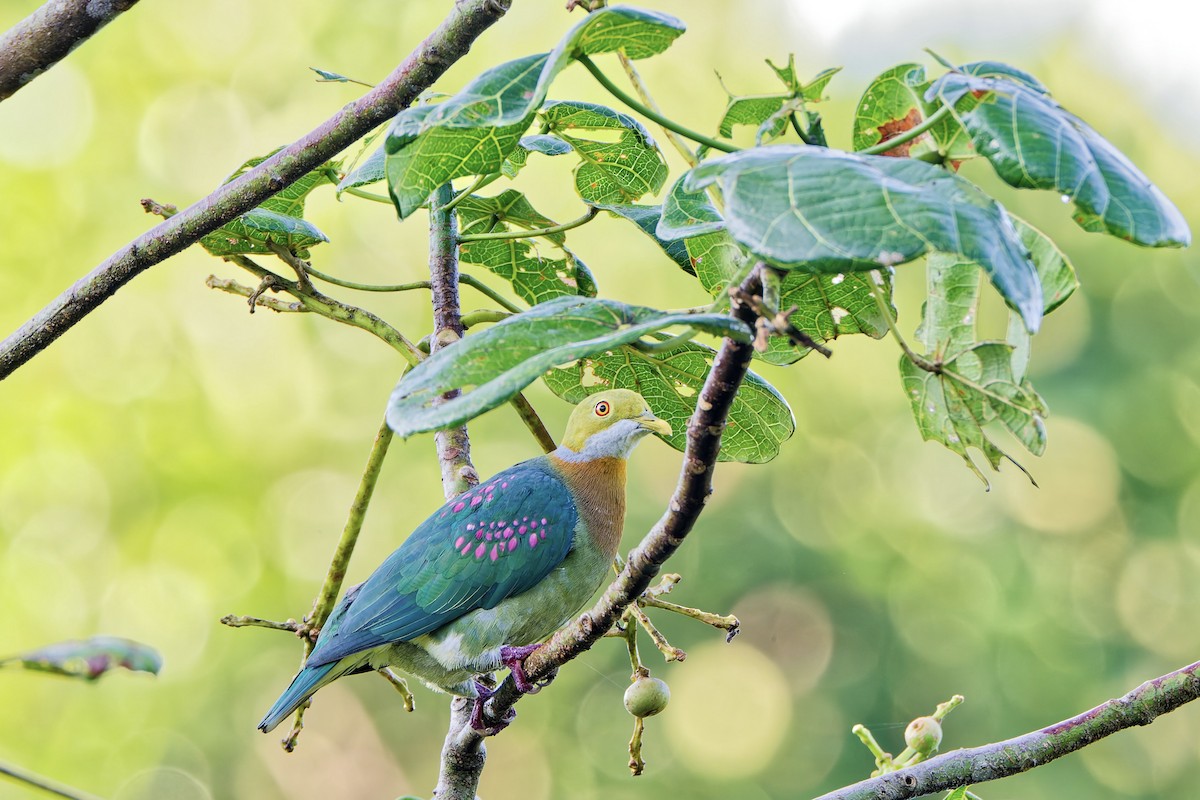 アカボシヒメアオバト - ML645699285