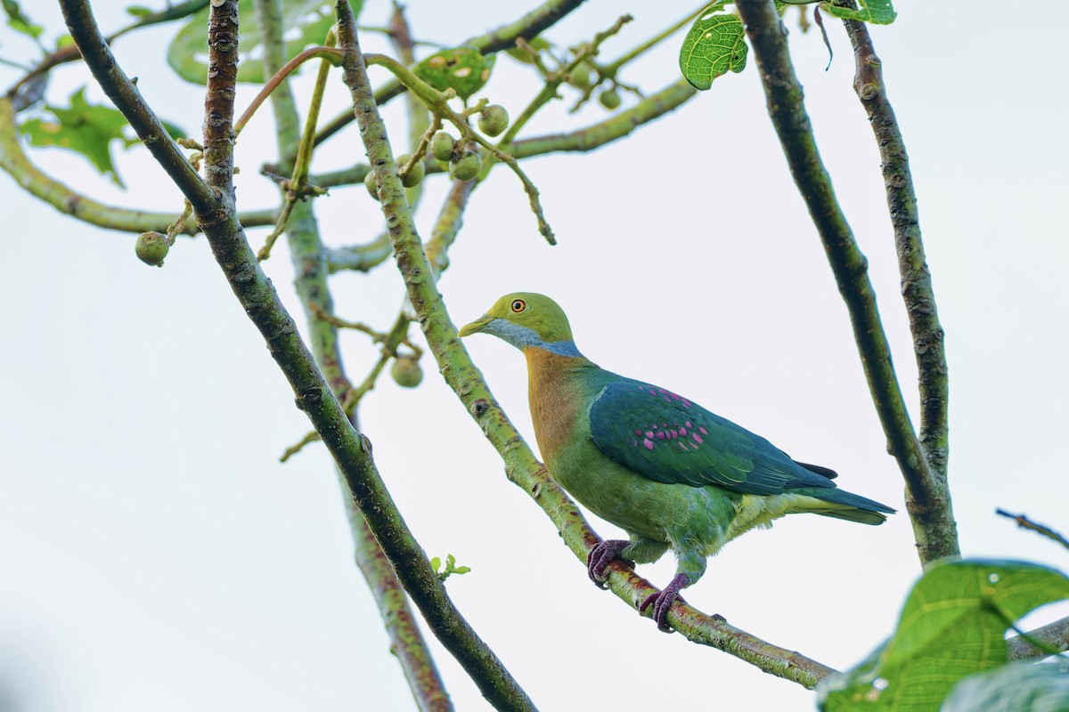 アカボシヒメアオバト - ML645699286