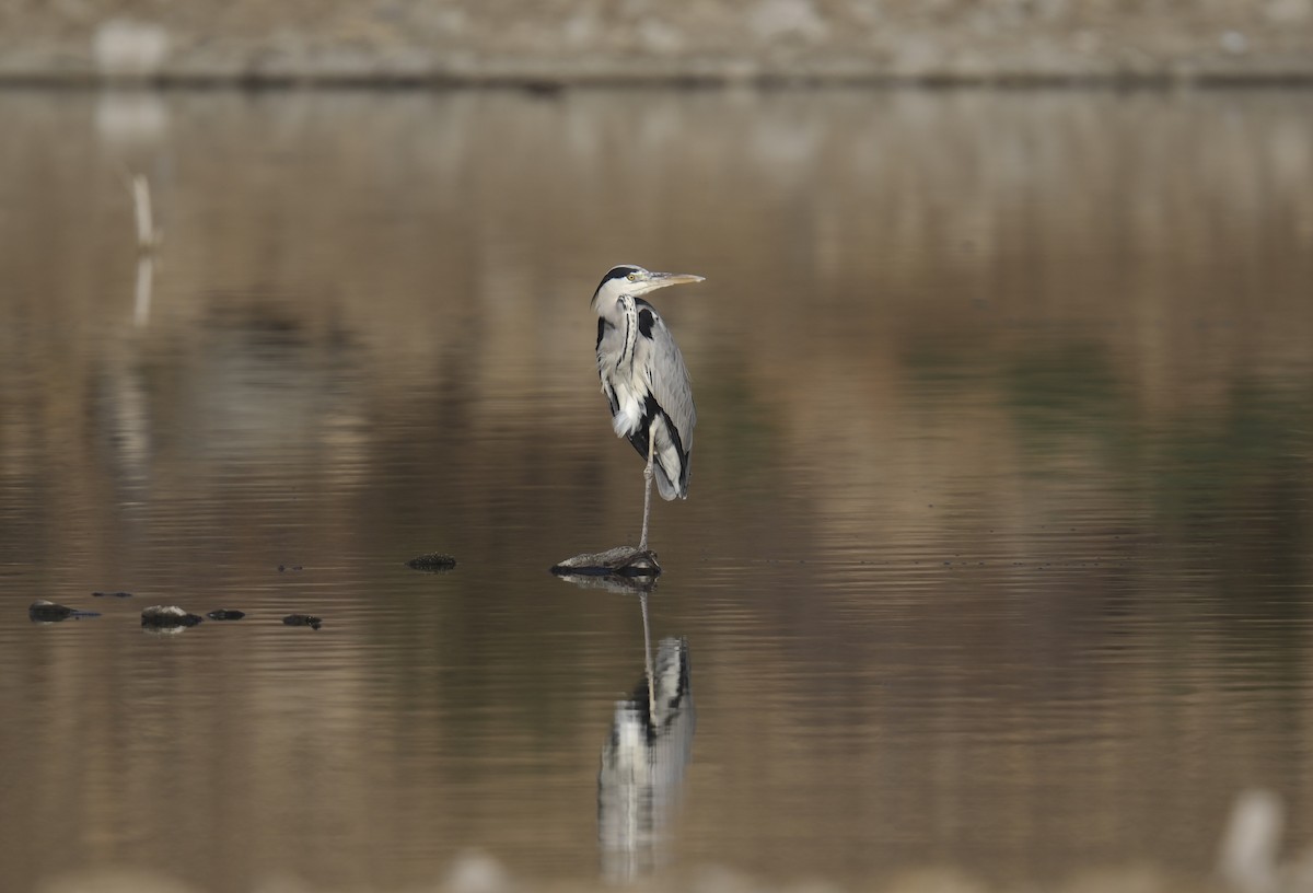 アオサギ - ML645699288