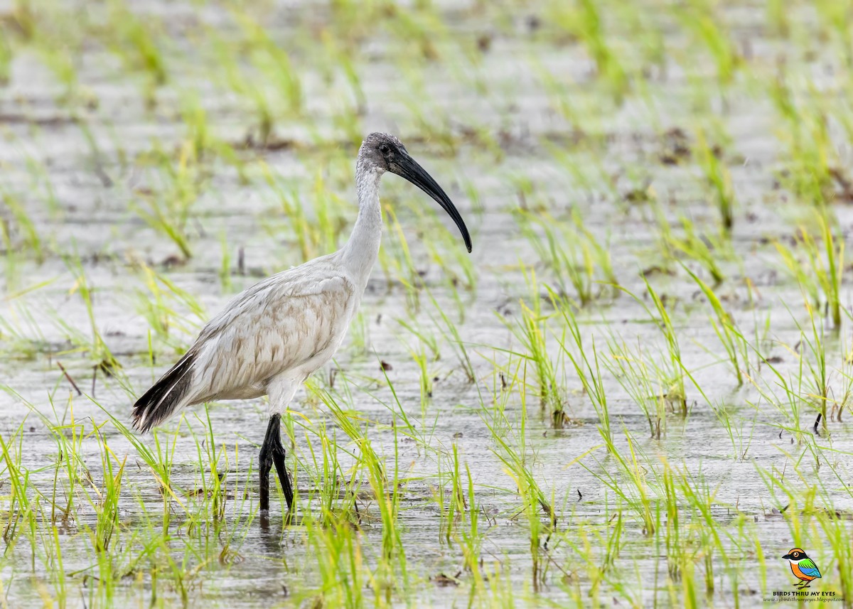 Black-headed Ibis - ML645699291