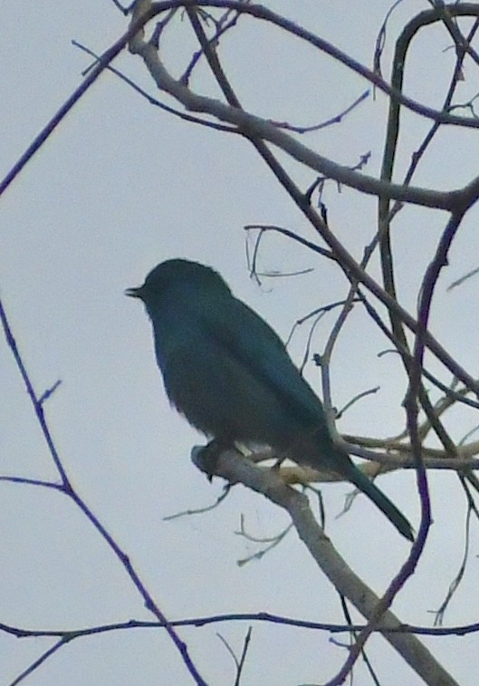 ロクショウヒタキ - ML645699293