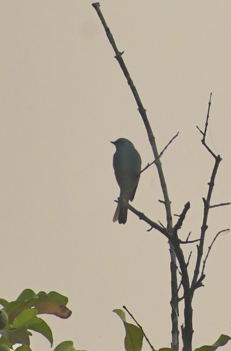 ロクショウヒタキ - ML645699295