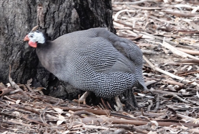 ホロホロチョウ（家畜） - ML645699296