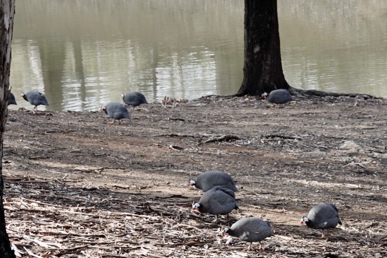 ホロホロチョウ（家畜） - ML645699297