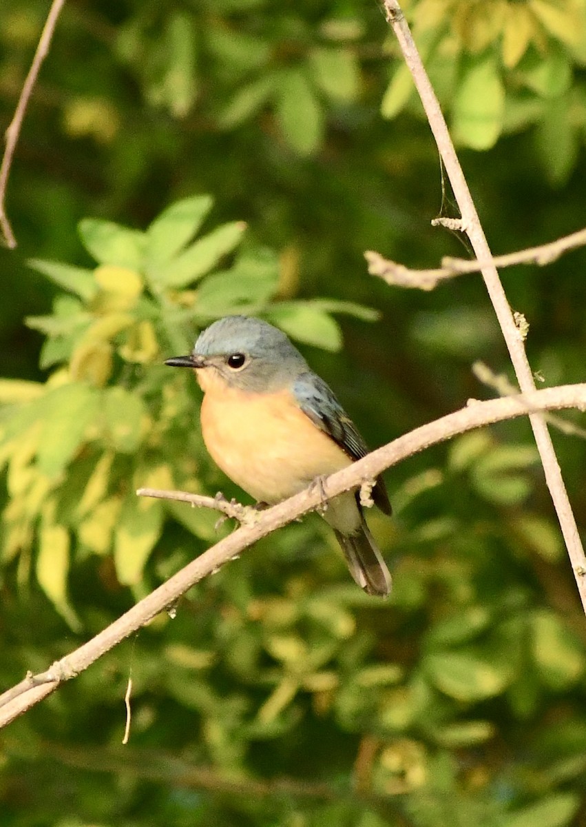 ノドアカヒメアオヒタキ - ML645699298