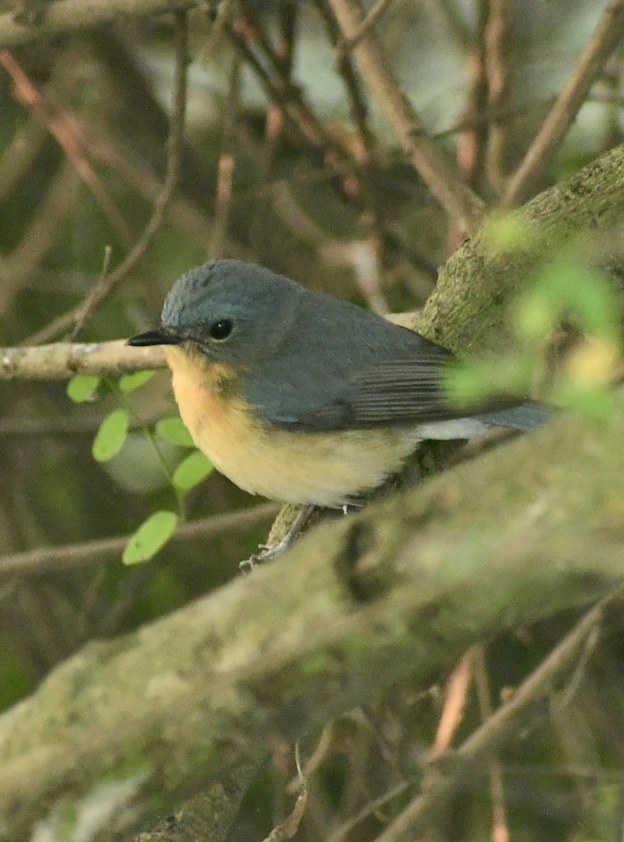 ノドアカヒメアオヒタキ - ML645699299