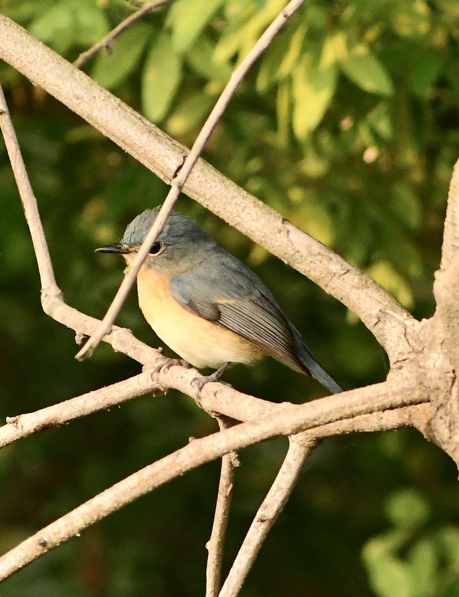 ノドアカヒメアオヒタキ - ML645699300