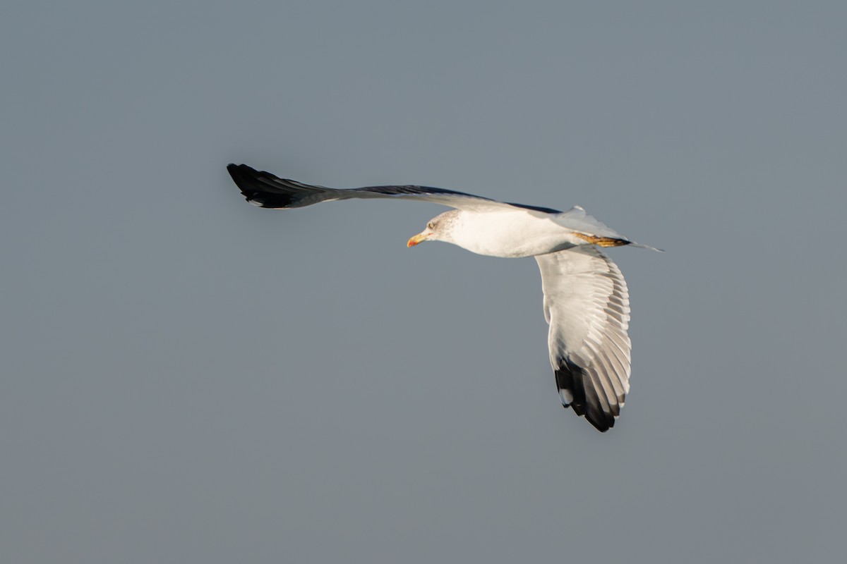 Lesser Black-backed Gull - ML645699303