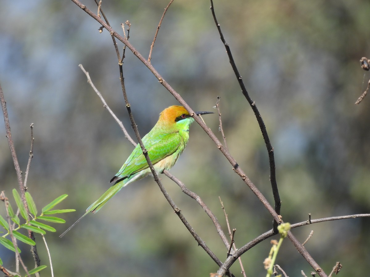 Asian Green Bee-eater - ML645699304