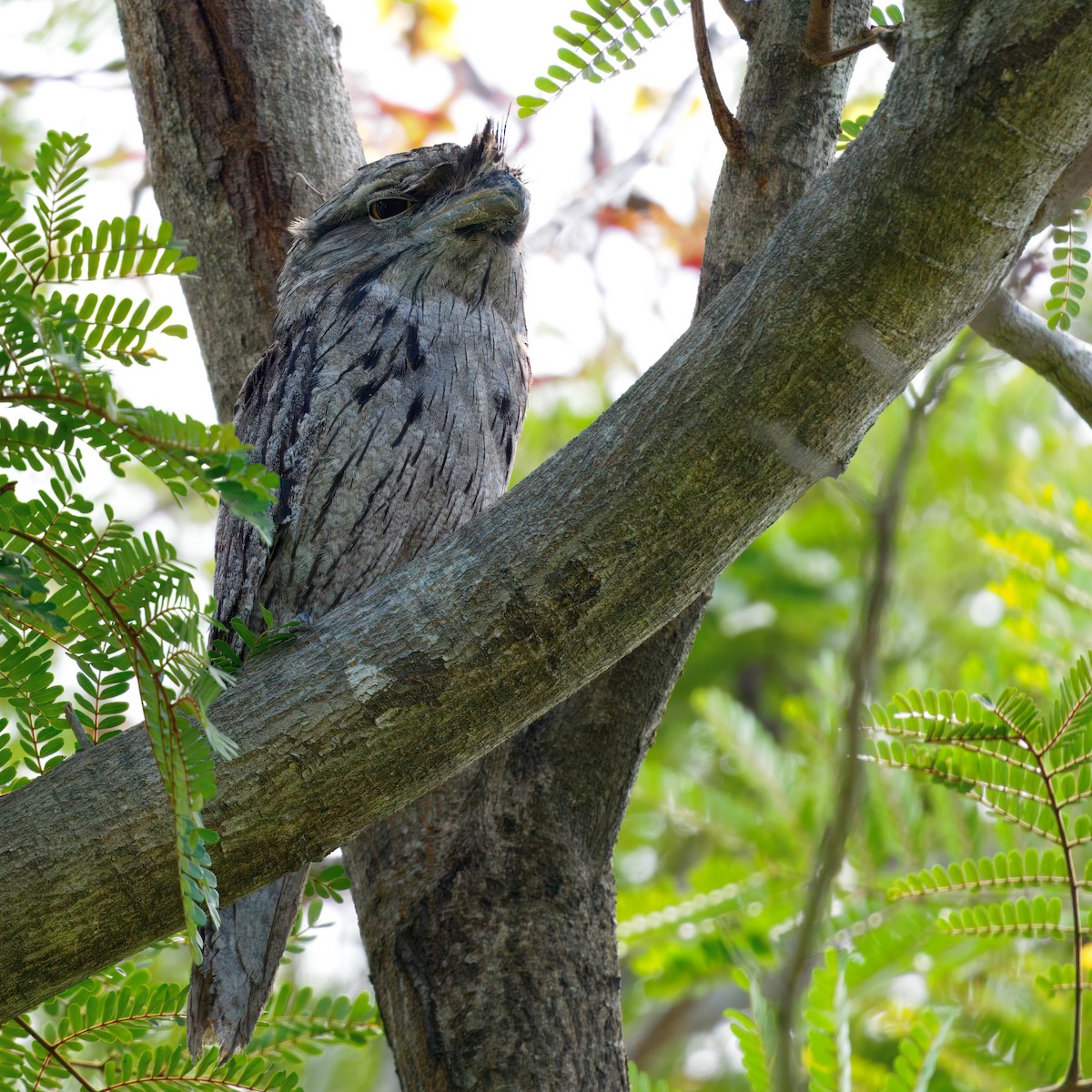 Tawny Frogmouth - ML645699306