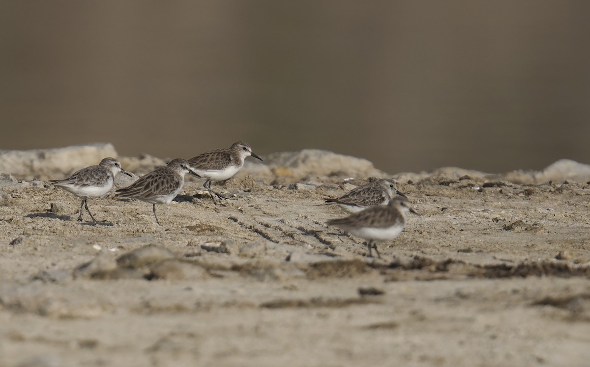 Temminck's Stint - ML645699308