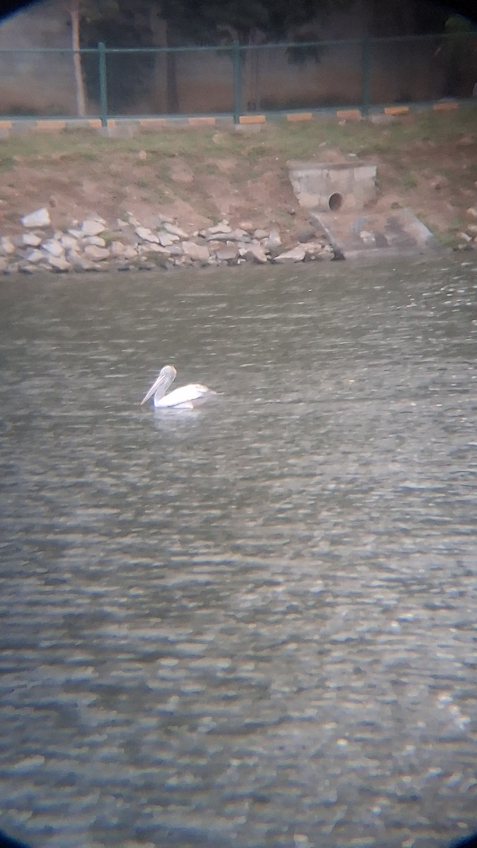 Spot-billed Pelican - ML645699310