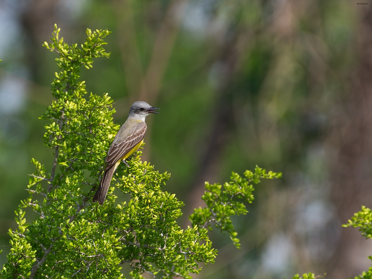 Couch's Kingbird - ML645699313
