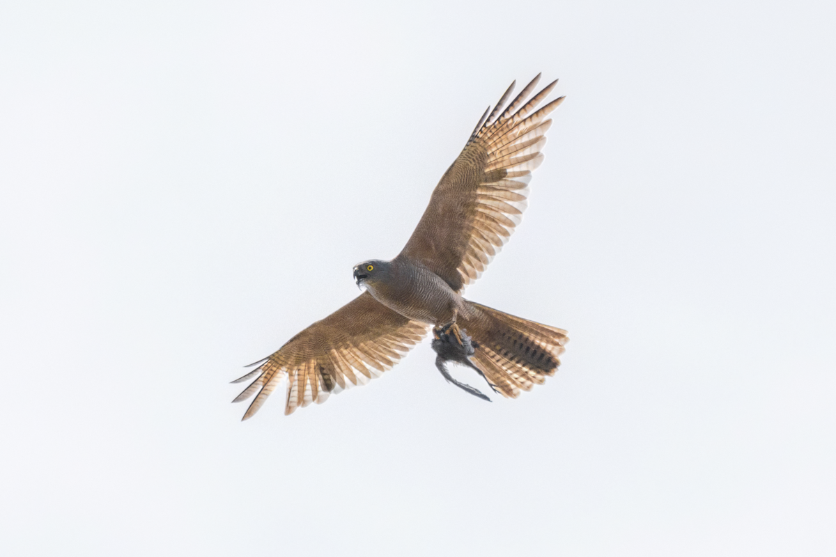 Brown Goshawk - ML645699314