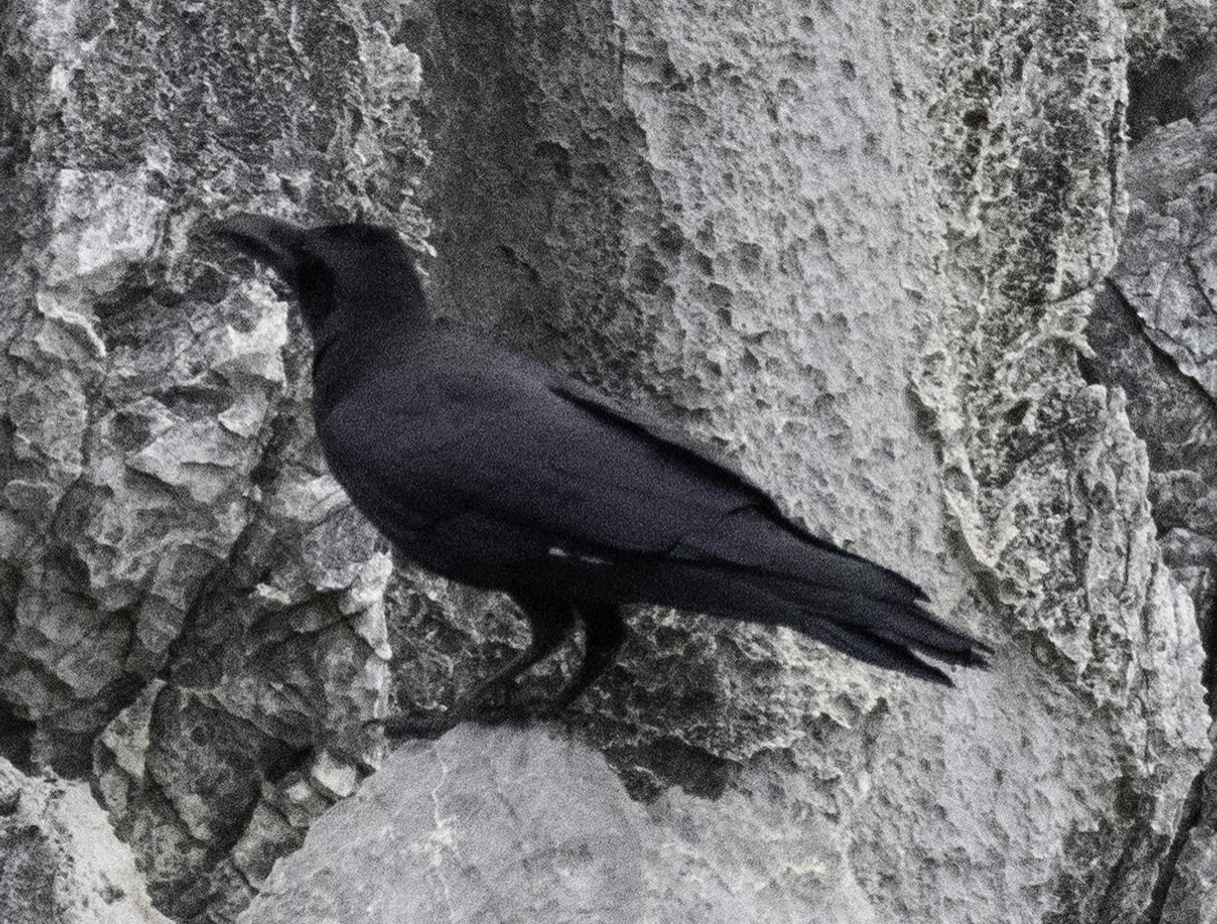 Large-billed Crow - ML645699315