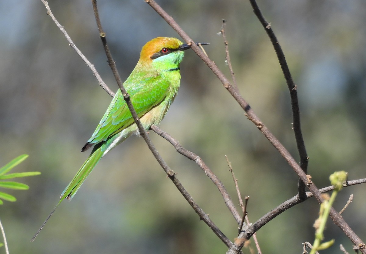 Asian Green Bee-eater - ML645699317