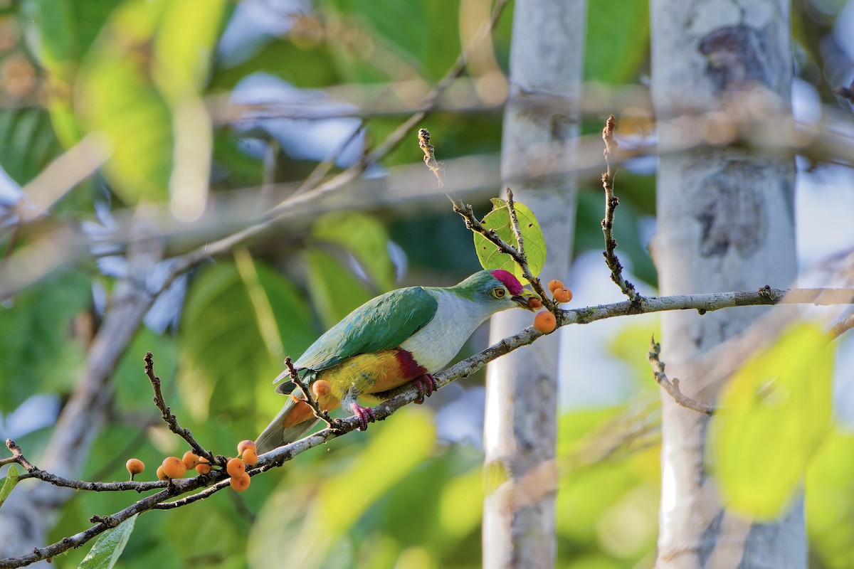 Beautiful Fruit-Dove - ML645699319