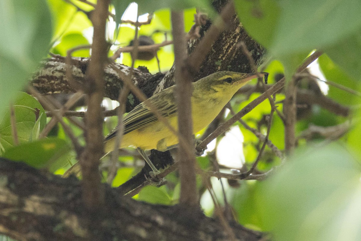 Northern Marquesan Reed Warbler - ML645699321