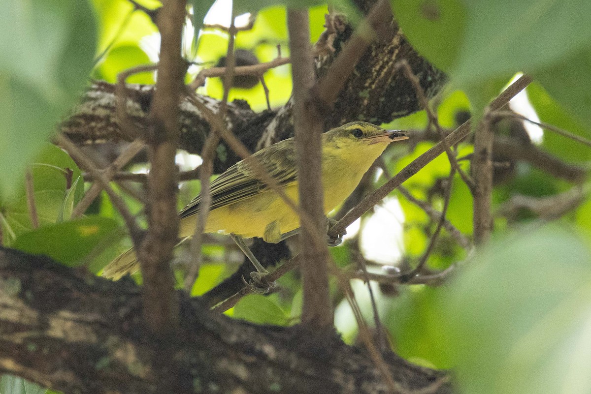 Northern Marquesan Reed Warbler - ML645699322