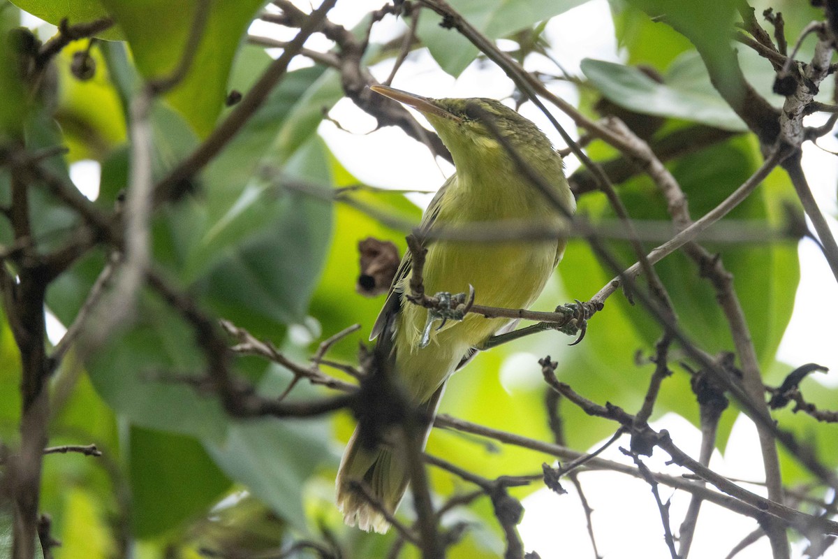 Northern Marquesan Reed Warbler - ML645699324