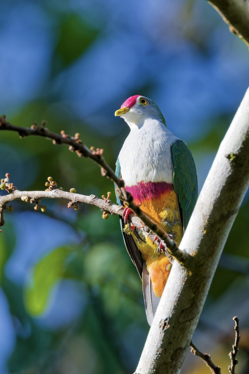 Beautiful Fruit-Dove - ML645699326
