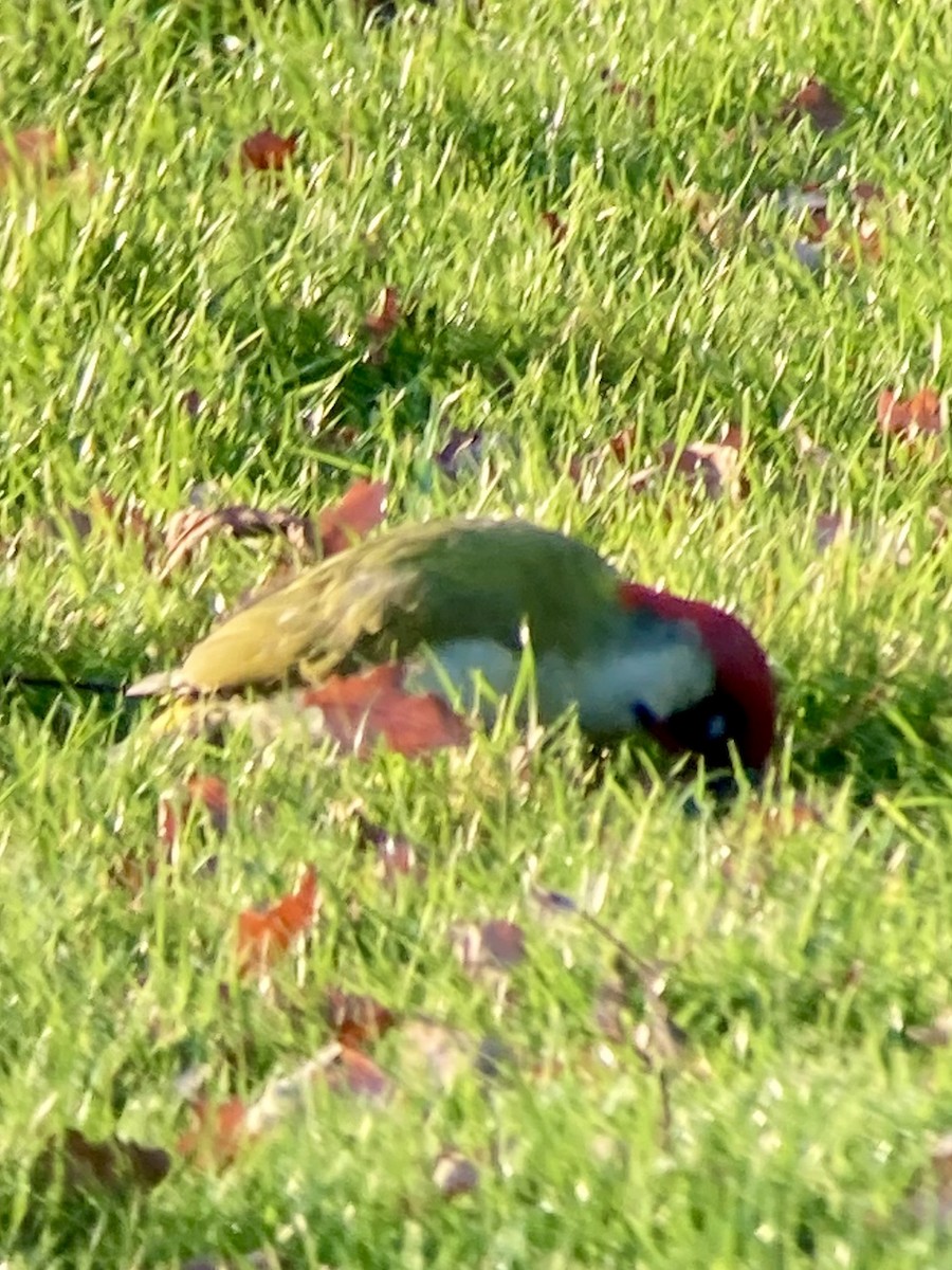 Eurasian Green Woodpecker - ML645699327