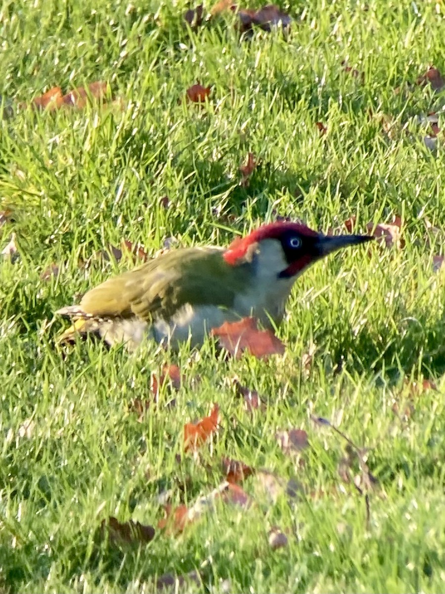 Eurasian Green Woodpecker - ML645699328