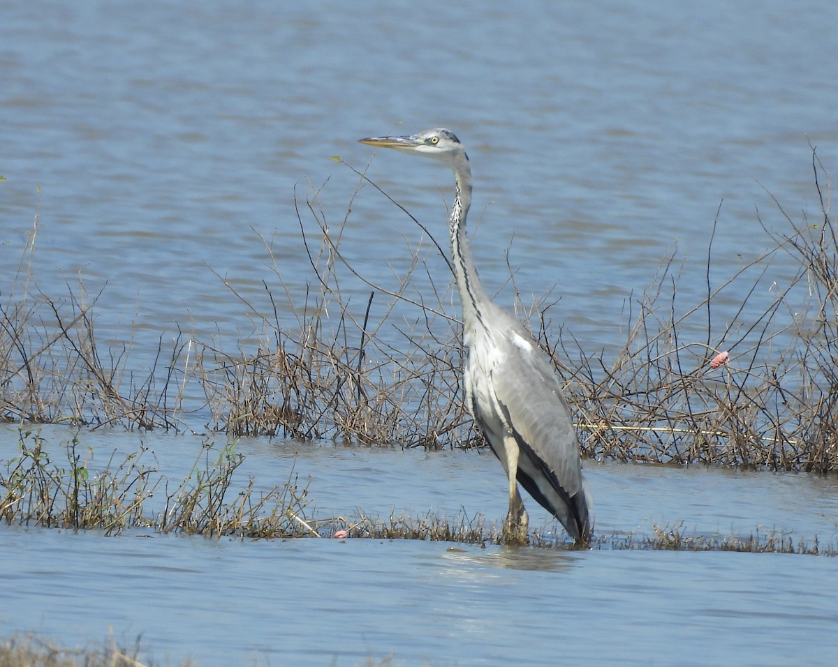 Gray Heron - ML645699330