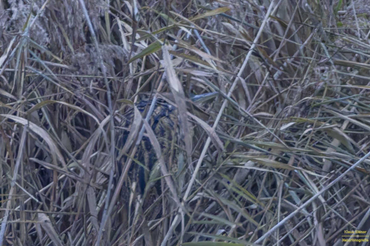 大麻鷺 - ML645699334