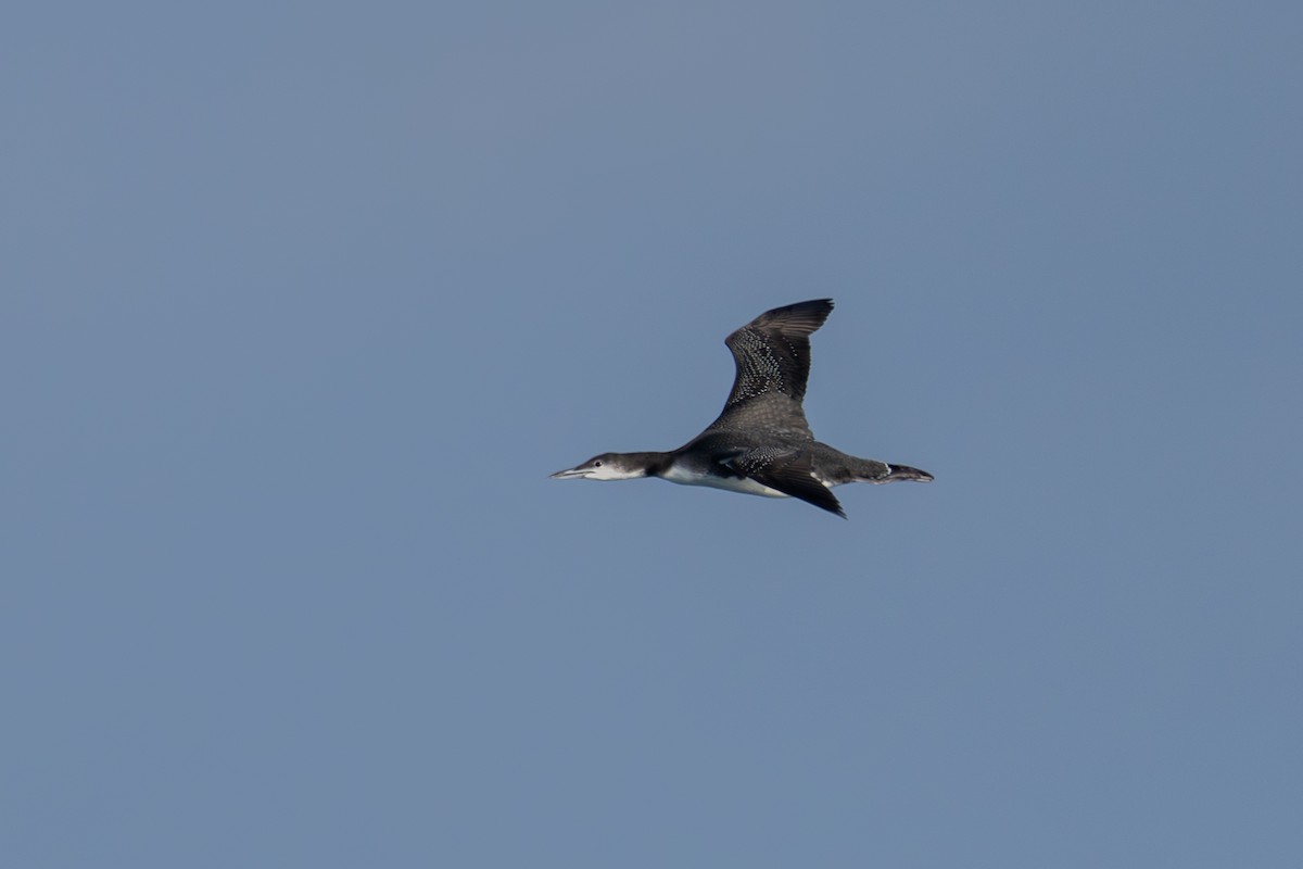 Common Loon - ML645699336