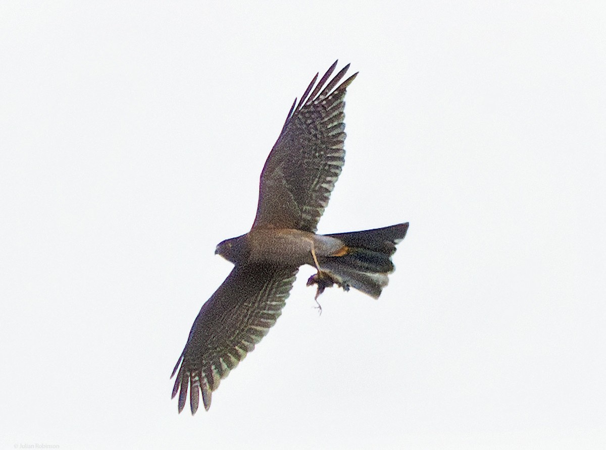 Collared Sparrowhawk - ML645699338