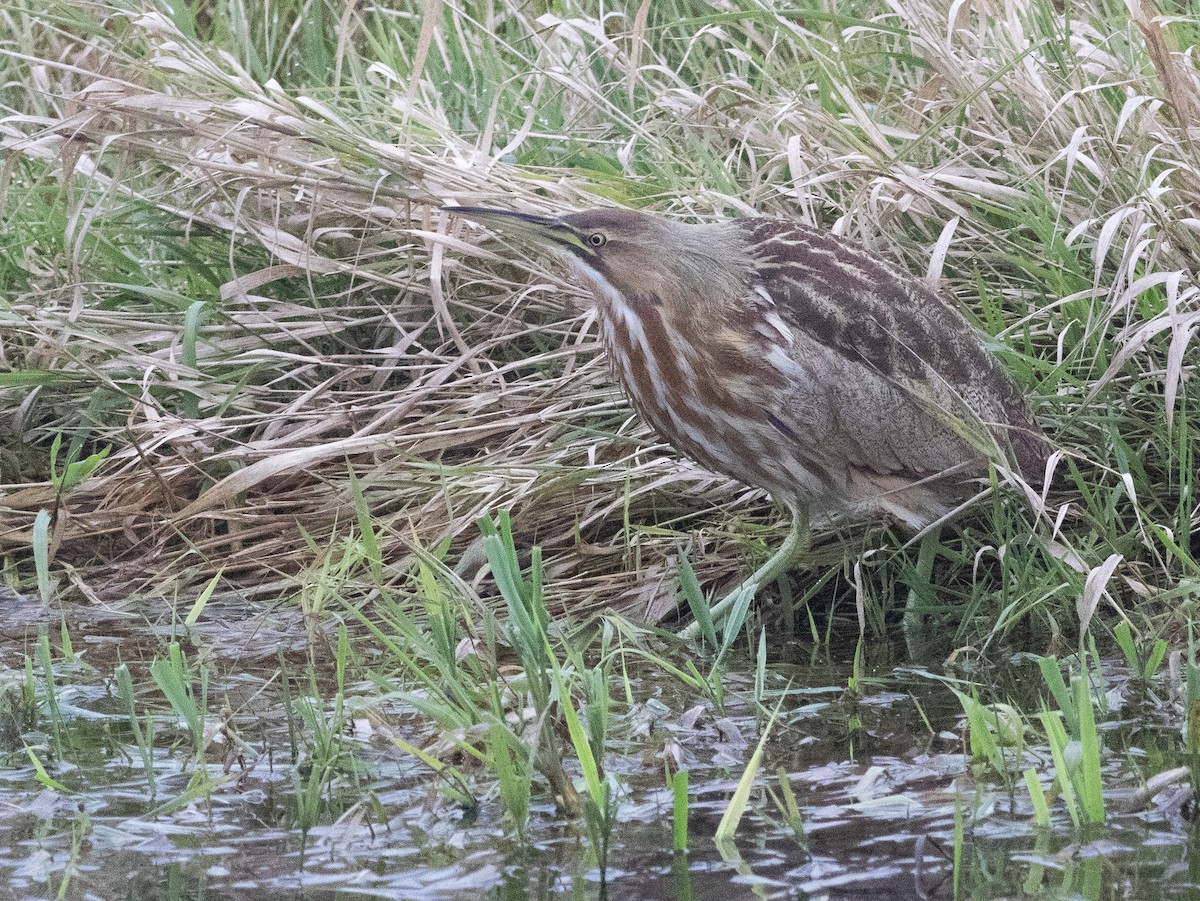 Txori zezen amerikarra - ML645699339