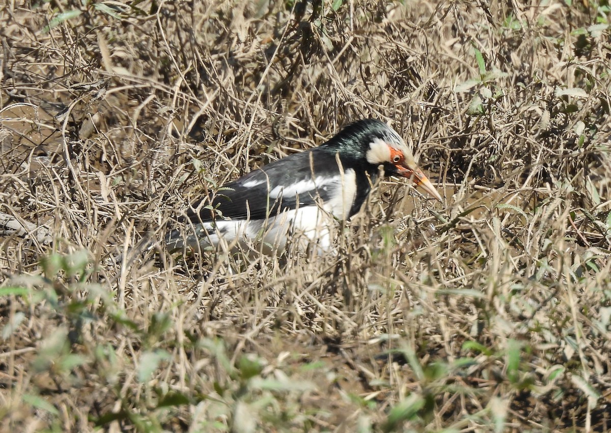 Siamese Pied Starling - ML645699340