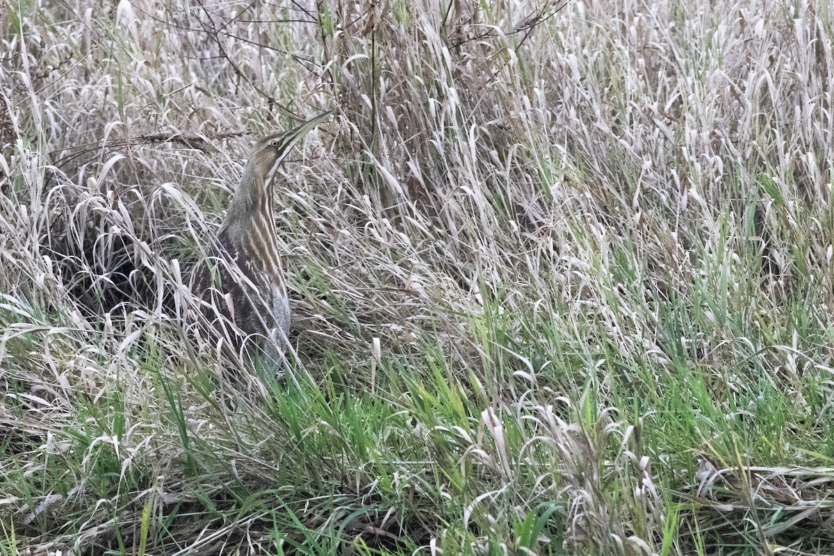 アメリカサンカノゴイ - ML645699343