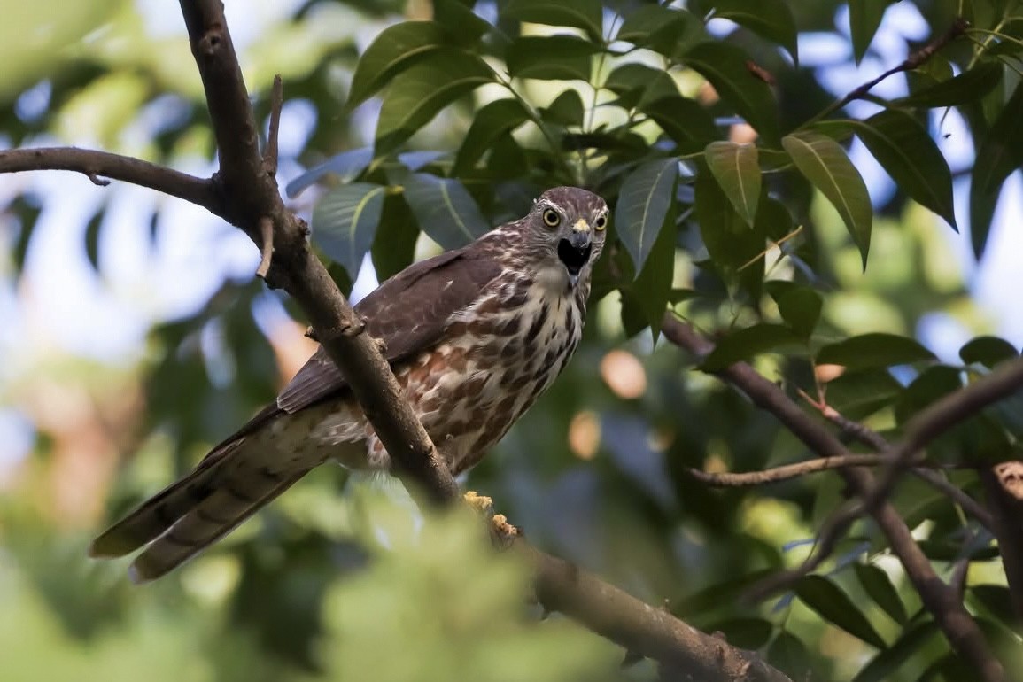 Shikra gabiraia - ML645699344